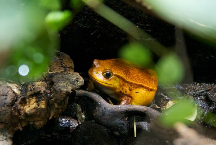 Frog in the House of the Sea