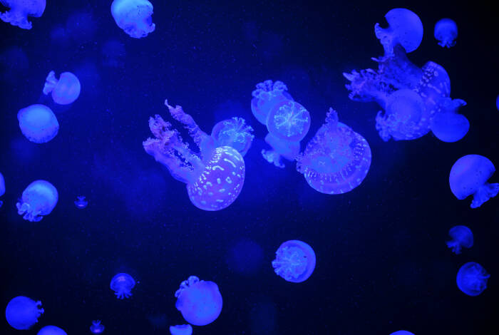 Jellyfish in the Haus des Meeres | Flickr: Josef Laimer CC-BY 2.0