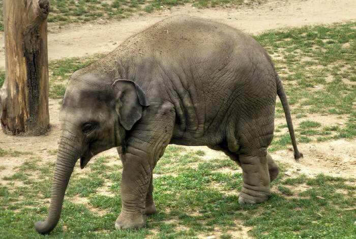 Elefantenbaby im Zoo Prag | Foto: Flickr, Govisity - CC-BY 2.0