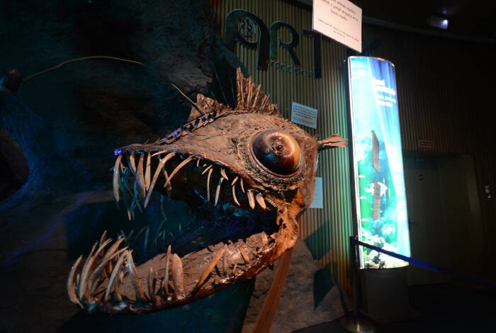 Im Oceanogràfic | Flickr: Tuscasasrurales CC BY-ND 2.0