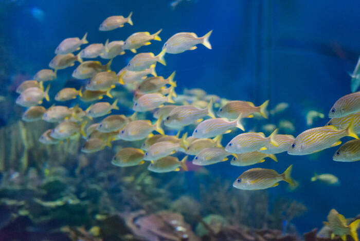 Im Oceanogràfic | Flickr: z0rc PD