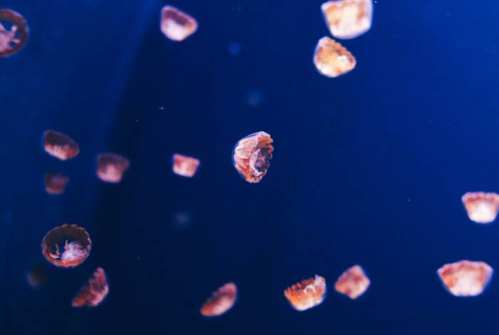 Jellyfish in the aquarium | Photo: Unsplash, Nastya Dulhiier