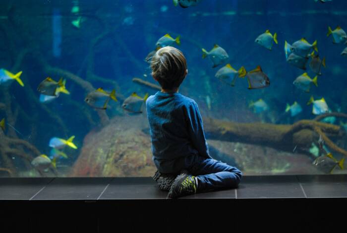 Aquariums that reach to the bottom | Photo: Unsplash, Biljana Martinić