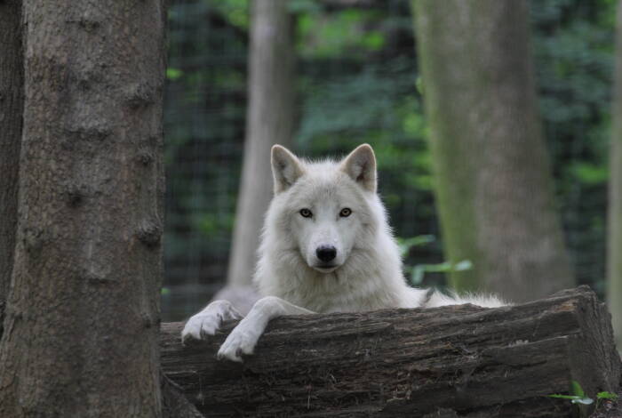 Arctic Wolf | spacebirdy - CC BY-SA 3.0