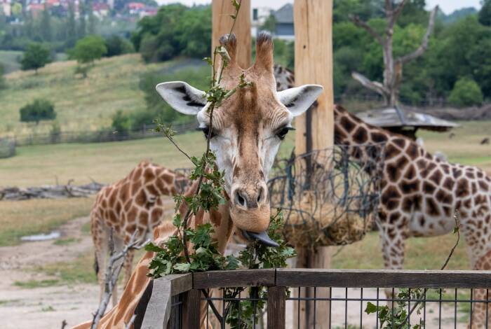 Giraffenfütterung im Prager Zoo | Foto: Unsplash, Martin Krchnacek