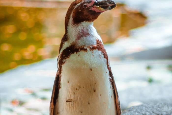 Die Bewohner des Penguin Pavilions | Foto: Unsplash, Martin Kníže