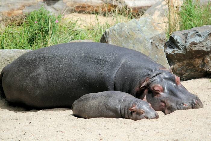 Nilpferdfamilie im Hippo Pavilion | Foto: Unsplash, Dušan veverkolog