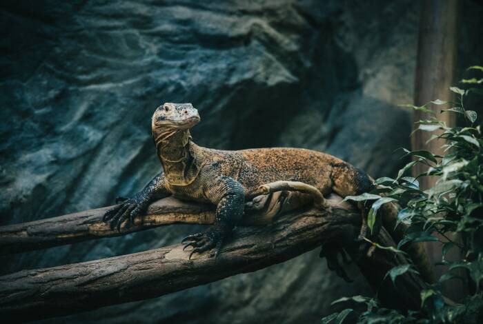 Der Komodowaran begrüßt dich im Indonesischen Dschungel-Pavillon | Foto: Unsplash, Tillmann Hübner