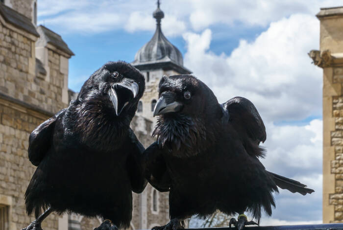 Tower Ravens | Wiki Commons: Colin  CC BY-SA 4.0