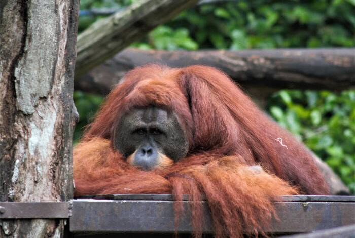 Orangutan sull' 'Isola degli Orangutan' | Foto: Unsplash, Manish Tulaskar