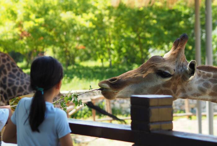 Nutrimento delle giraffe allo zoo di Singapore | Foto: Unsplash, Jackie Park