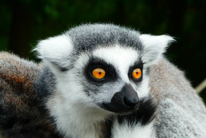 Lemure nel 'Primate Kingdom' | Foto: Unsplash, Toby Seaman