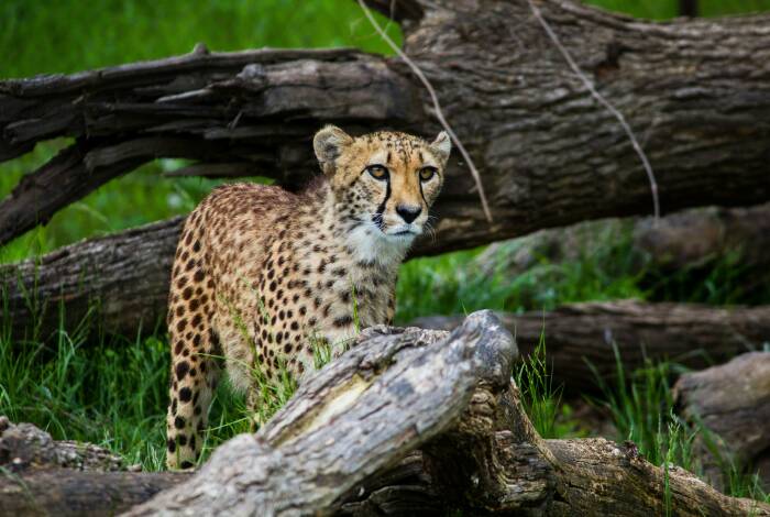 Ghepardo in 'Africa Selvaggia' | Foto: Unsplash, Jeffrey Hamilton