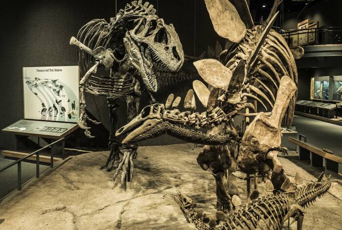Skeletons of dinosaurs | Flickr: sctkirk CC-BY 2.0