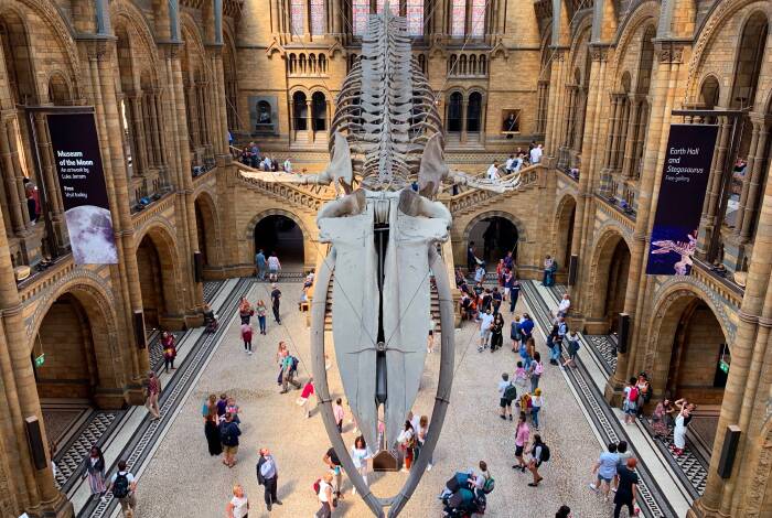 Blue whale skeleton in the Hintze Hall | Flickr: Simon Morris CC-BY 2.0
