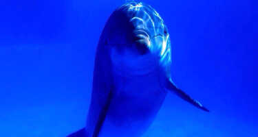 SEA LIFE Sydney tickets & tours | Price comparison