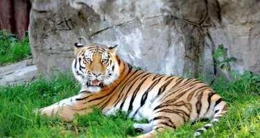 Moscow Zoo tickets & tours | Price comparison