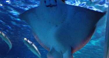 SEA LIFE Berlin | Online Tickets & Touren Preisvergleich