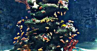 Turkuazoo Akvaryum tickets & tours | Price comparison