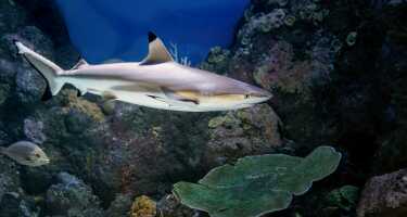 Biglietti e tour per Oceanário di Lisbona | Confronto prezzi