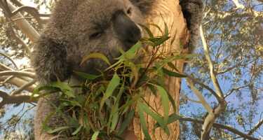 Featherdale Wildlife Park | Online Tickets & Touren Preisvergleich
