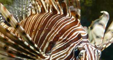 Biglietti e tour per Malta National Aquarium | Confronto prezzi