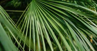 Palmetum of Santa Cruz de Tenerife tickets & tours | Price comparison