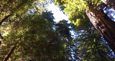 Muir Woods National Monument | Online Tickets & Touren Preisvergleich