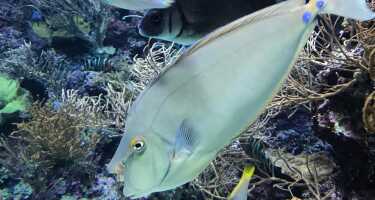 S.E.A. Aquarium tickets & tours | Price comparison