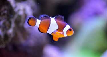 Seville Aquarium tickets & tours | Price comparison
