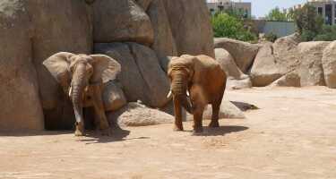 Valencia Bioparc Compare Ticket Prices From Different Websites To Save Time And Money