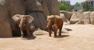 Bioparc València tickets & tours | Price comparison