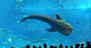 Istanbul Aquarium tickets & tours | Price comparison