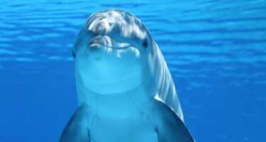 Dubai Dolphinarium | Online Tickets & Touren Preisvergleich