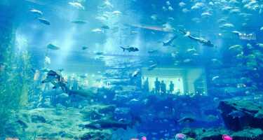 Lost Chambers Aquarium tickets & tours | Price comparison