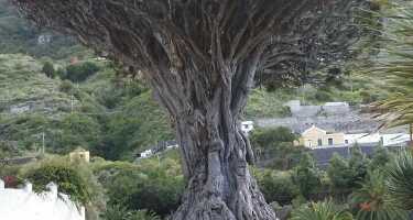 Parque del Drago tickets & tours | Price comparison