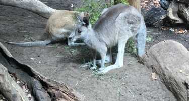 WILD LIFE Sydney Zoo | Online Tickets & Touren Preisvergleich