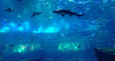 Biglietti e tour per Acquario e Zoo Sottomarino di Dubai | Confronto prezzi