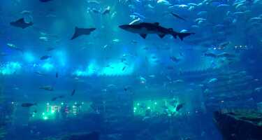 Dubai Aquarium & Unterwasserzoo | Online Tickets & Touren Preisvergleich