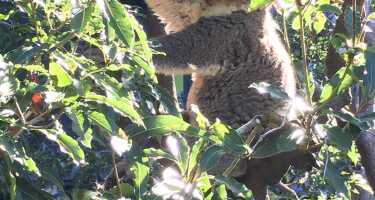 Taronga Zoo tickets & tours | Price comparison
