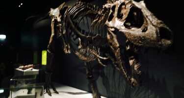 Australian Museum | Online Tickets & Touren Preisvergleich