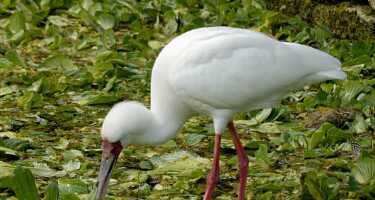 Ménagerie du Jardin des plantes tickets & tours | Price comparison