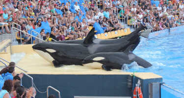 Loro Parque | Online Tickets & Touren Preisvergleich