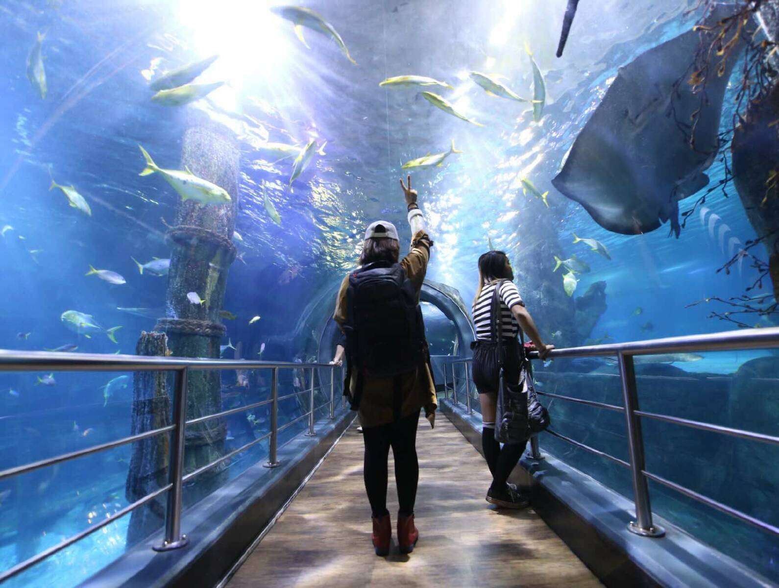 sea life melbourne aquarium virtual tour