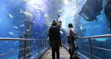 SEA LIFE Melbourne tickets & tours | Price comparison