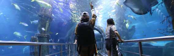 SEA LIFE Melbourne | Online Tickets & Touren Preisvergleich