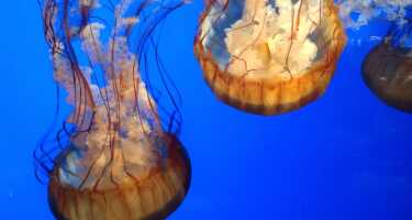California Academy of Sciences tickets & tours | Price comparison