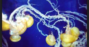 Aquarium of the Bay tickets & tours | Price comparison