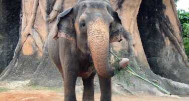 Zoo Miami tickets & tours | Price comparison