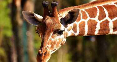Santo Inácio Zoo tickets & tours | Price comparison